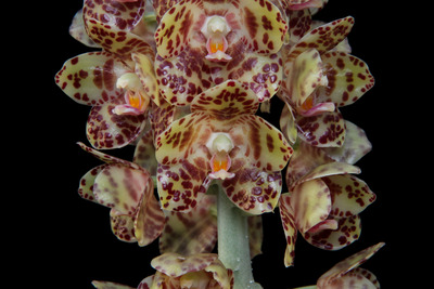 Phal. gigantea 'Aso'-6019