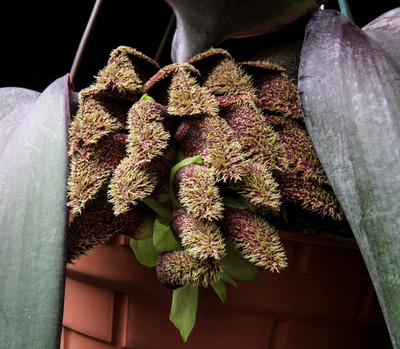 Bulb. phalaenopsis-0846