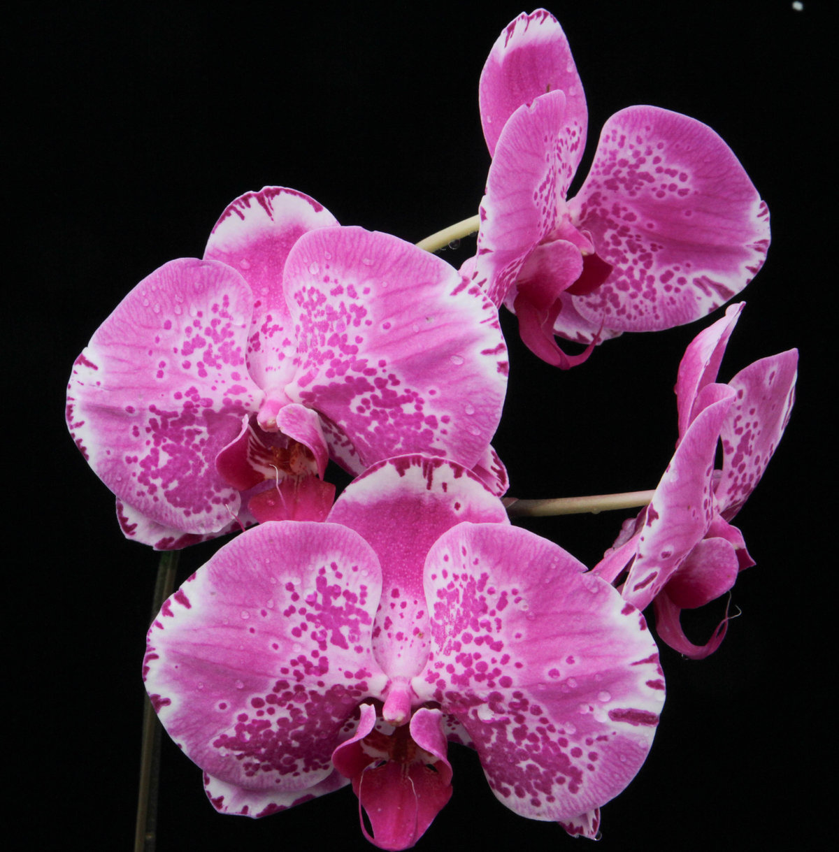 Phal. Ox Lion King 大きい花です : ランと遊ぶ