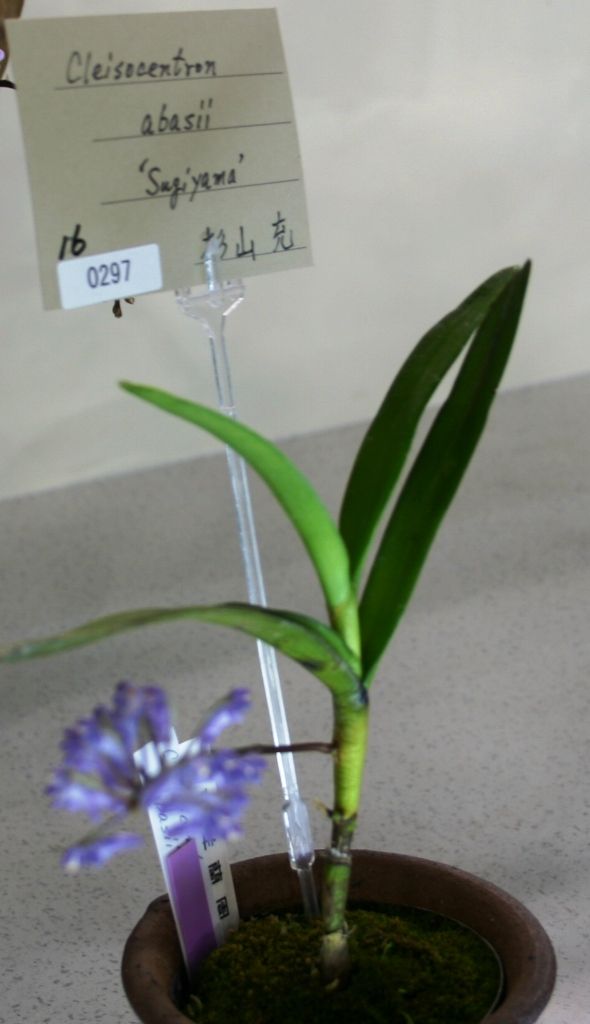 期間限定出品‼️［洋蘭原種］Cleisocentron abasii x sib 期間限定出品