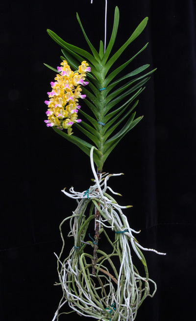 Aerides houlletiana-1415