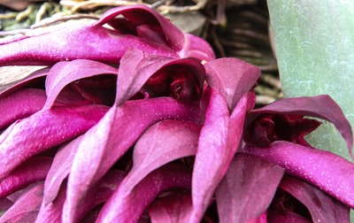 Bulb. fletcherianum-4916