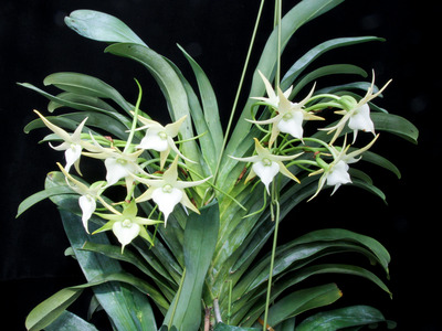 Angcm. Crestwood 'TOmorrow Star'-4719