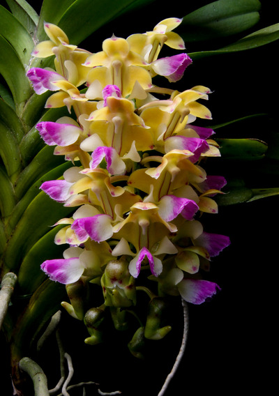 Aerides houlletiana-0875
