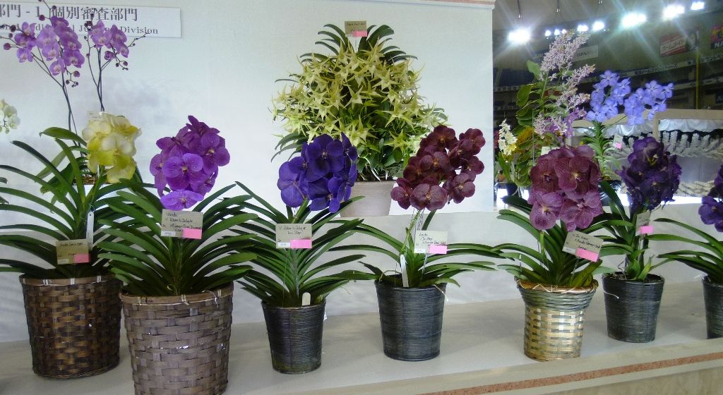 世界らん展日本大賞12 大輪のバンダ ランと遊ぶ