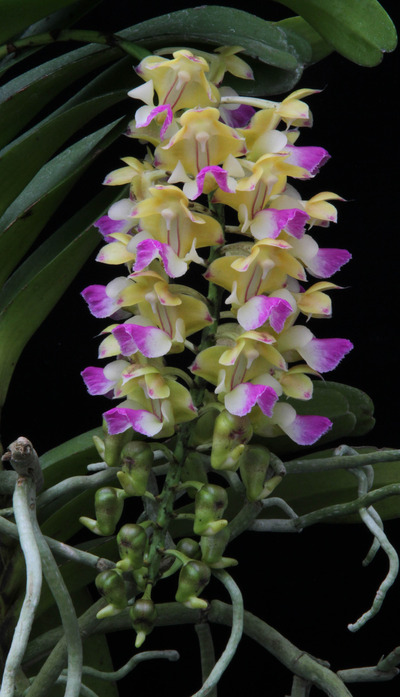 Aerides houlletiana-7478