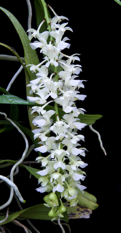 Aerides falcata f. alba-1123