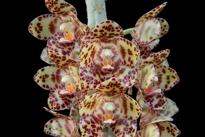 Phal. gigantea 'Aso'-6011