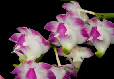 Aerides lawrenceae-2491