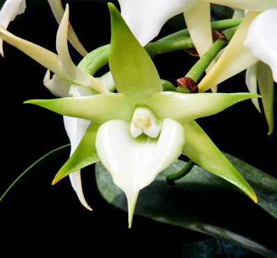 Angcm. Crestwood 'TOmorrow Star'-4730