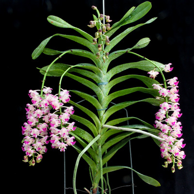 Aer. Korat Koki -2053