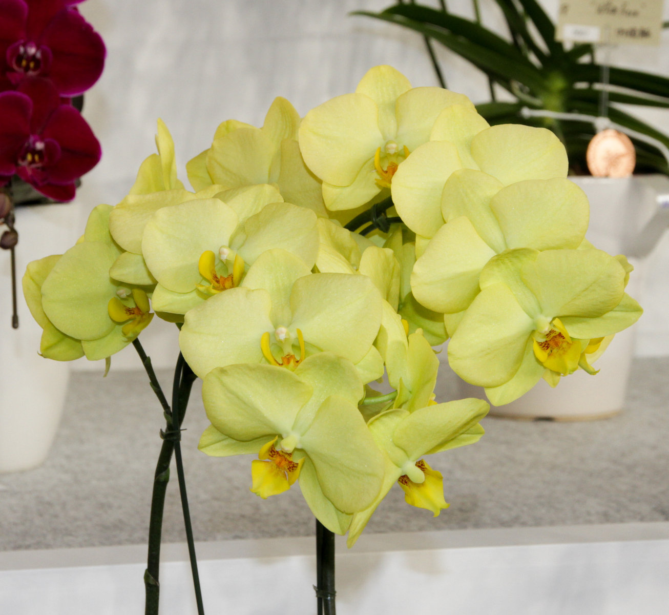 user_1242a77b ファレノプシス 2種 世界らん展 個別部門