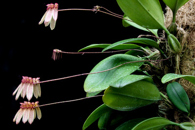 Bulb. longiflorum-9860