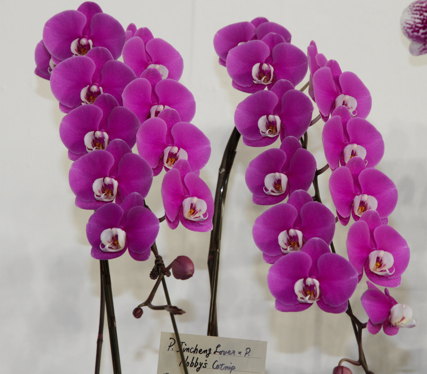 user_1242a77b　ファレノプシス　2種 user_1242a77b ファレノプシス 2種 ファレノプシス：Chia E Yenlin