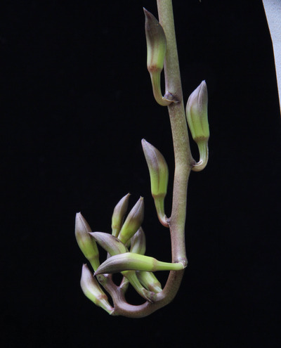 Grammatophyllum stapeliiflorum-8068