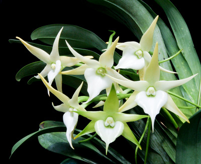 Angcm. Crestwood 'TOmorrow Star'-4742