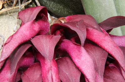 Bulb. fletcherianum-4911