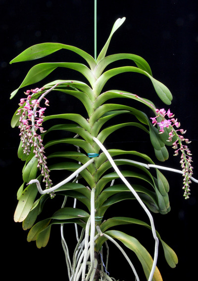Aerides quinquevulnera-3311