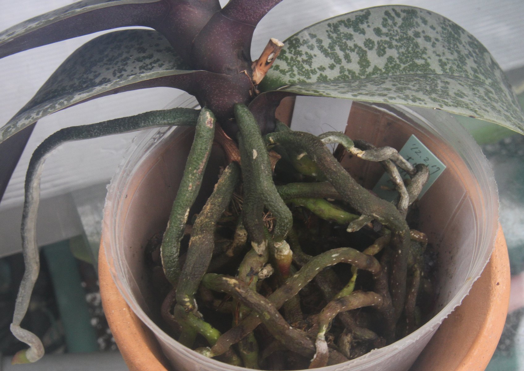 Phalaenopsis Doritaenopsis 植替え ランと遊ぶ