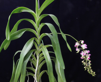 Aerides lawrenceae 'Yoshihara'-2145