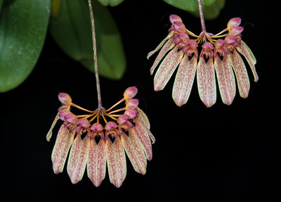 Bulb. longiflorum-4399