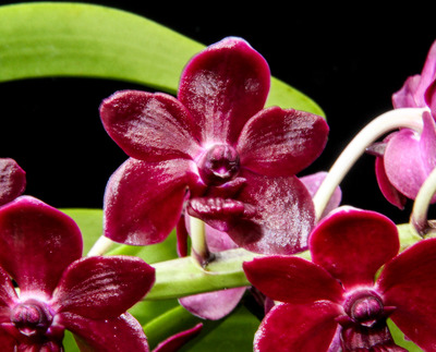 Rhynchonopsis Selina Kuok 'Perfume Queen'-4391