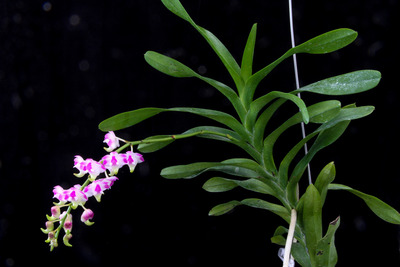 Aerides lawrenceae-2468