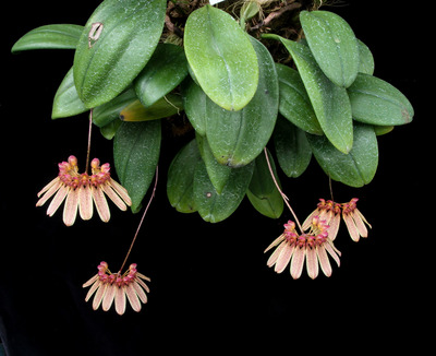 Bulb. longiglorum-1777