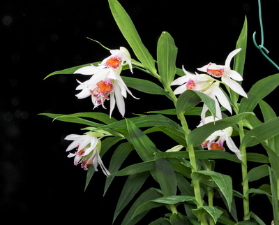 Thunia brymeniana-0654