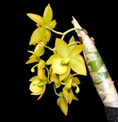 Cycnodes Super Swan-4277