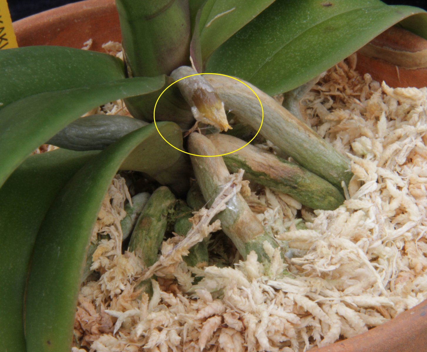 ナメクジ被害 ランと遊ぶ