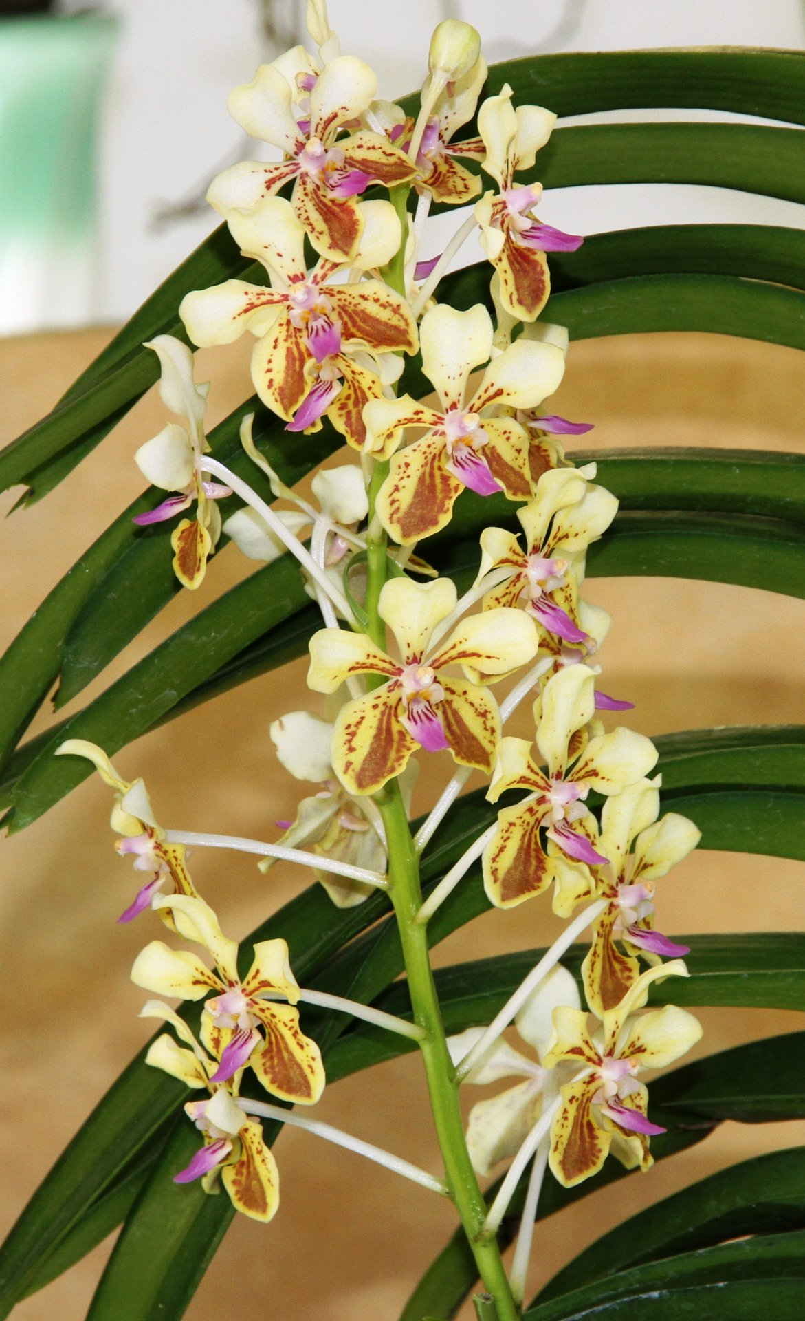 世界らん展日本大賞2013 Vanda 属の仲間 : ランと遊ぶ