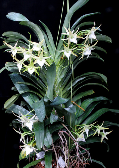 Angcm. Crestwood 'TOmorrow Star'-4717