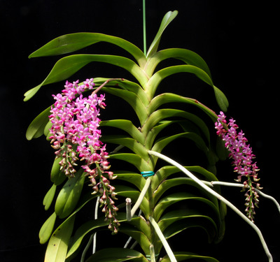 Aerides quinquevulnera-8808