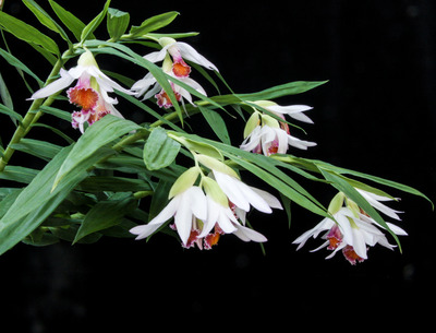 Thunia brymeriana-0692