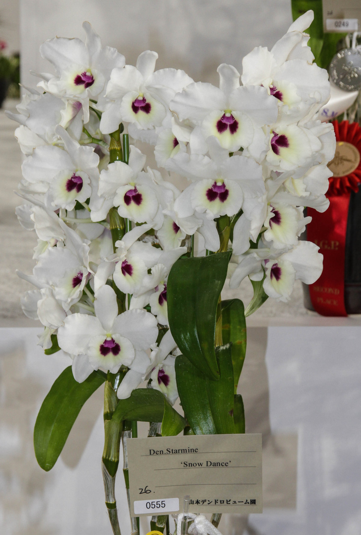 世界らん展日本大賞17 デンドロビウムの仲間 交配種 ランと遊ぶ 世界らん展日本大賞17 デンドロビウムの仲間 交配種 ランと遊ぶ