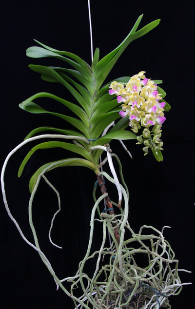 Aerides houlletiana O-9410