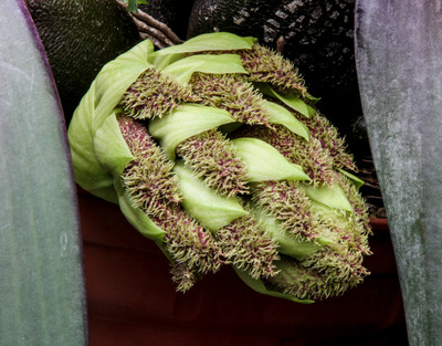 Bulb. phalaenopsis-0797