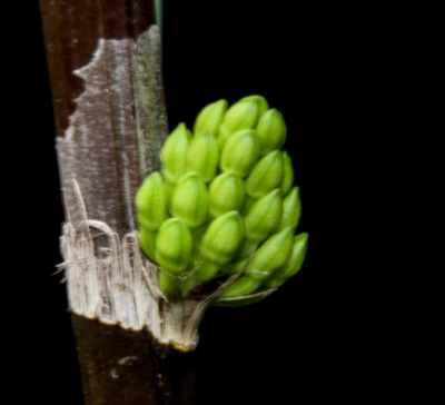 Den. bullenianum-4361