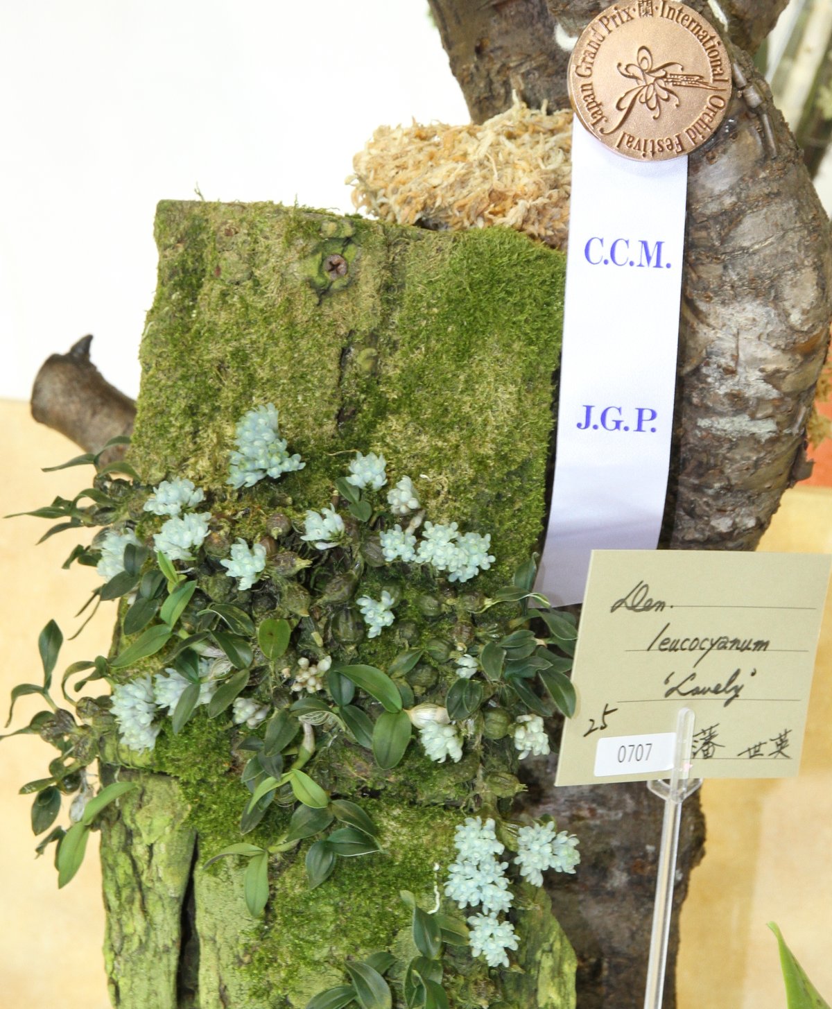 世界らん展日本大賞2013 珍しい原種 : ランと遊ぶ