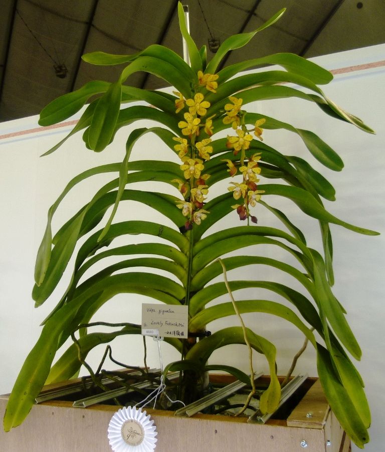 世界らん展日本大賞2012 単茎性原種 : ランと遊ぶ