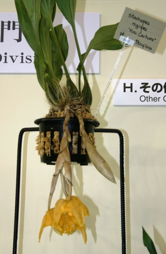 北軽ガーデン】＊洋蘭＊ Stanhopea nigripes 熱帯植物 珍奇植物 原種