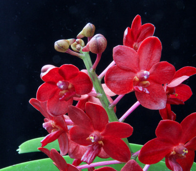 Van. Crownfox Red Gem-1505