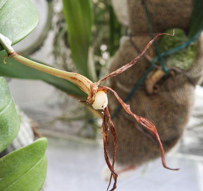 Angcm. infundibulare-3830