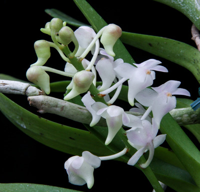 Aerides odorata f. alba (Saigon Orchies)-0739