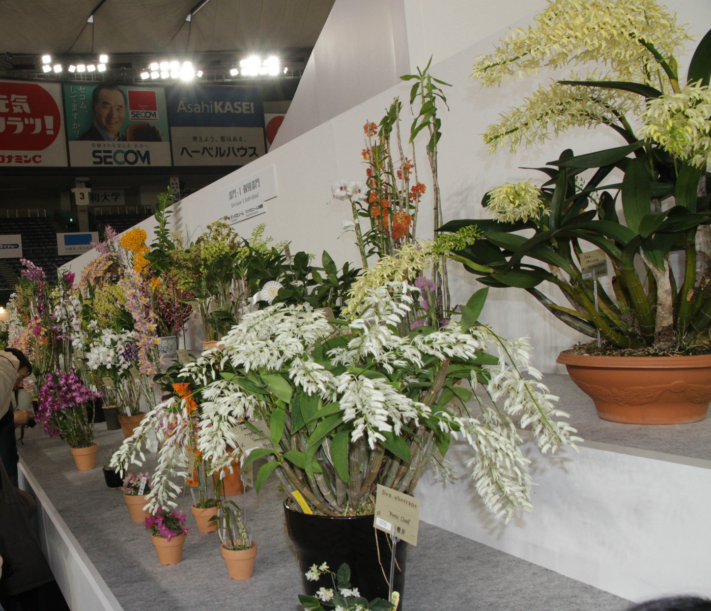 世界らん展日本大賞17 デンドロビウムの仲間 原種 ランと遊ぶ 世界らん展日本大賞17 デンドロビウムの仲間 原種 ランと遊ぶ