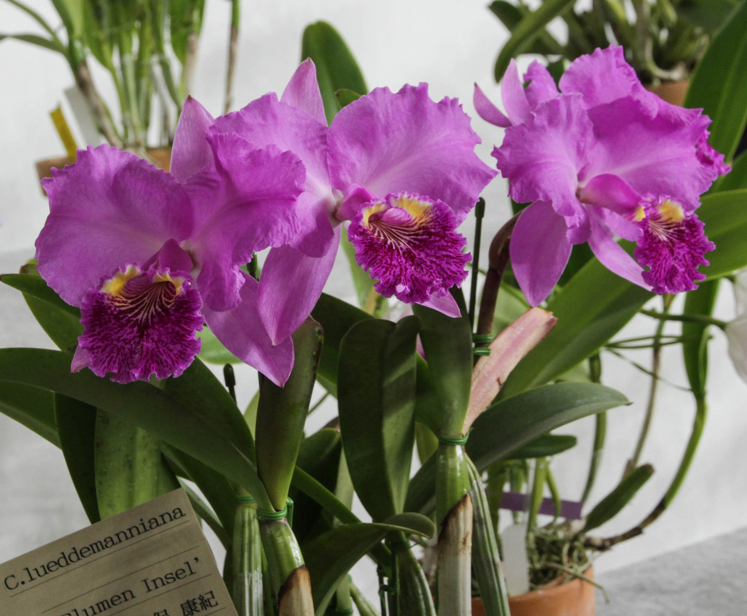 世界らん展日本大賞2017 カトレアの仲間 原種 : ランと遊ぶ