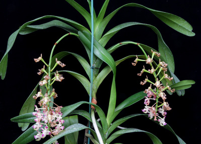 Aerides quinquevulnera-0720