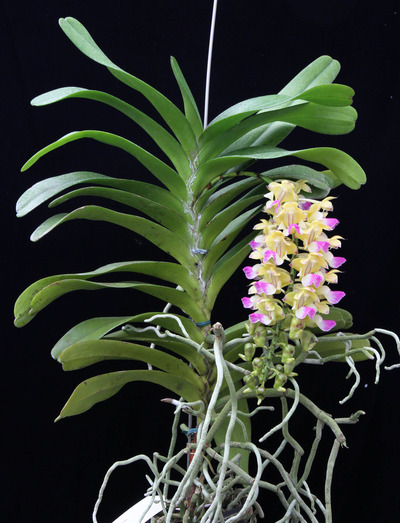 Aerides houlletiana-7474