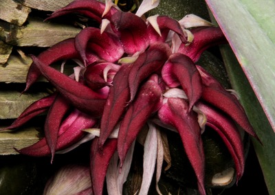 Bulb. fletcherianum-4523